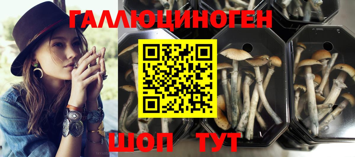 купить наркоту  Вход с VPN  Дубна  Псилоцибиновые грибы Cubensis 